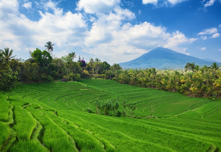 Wandel langs een van de vele rijstvelden op Bali